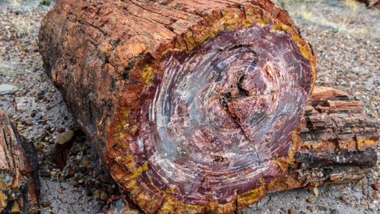 Как в Африке деревья становятся самоцветами