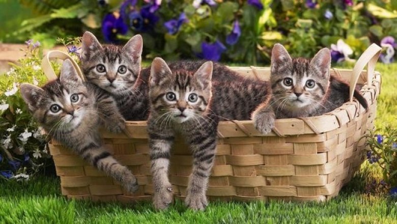 То, что вы можете не знать о своей кошке