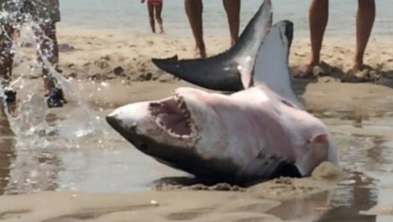 На что похожа акула, которую выбросило на берег