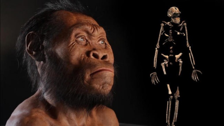 Homo naledi: несколько занятных фактов, которые наверняка вам понравятся