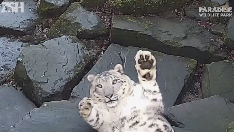 Снежный барс заметил видеокамеру