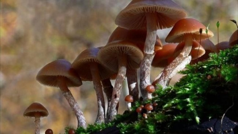 Пять самых опасных грибов в мире