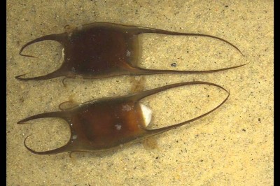 Как выглядят яйца ската, которые они откладывают?