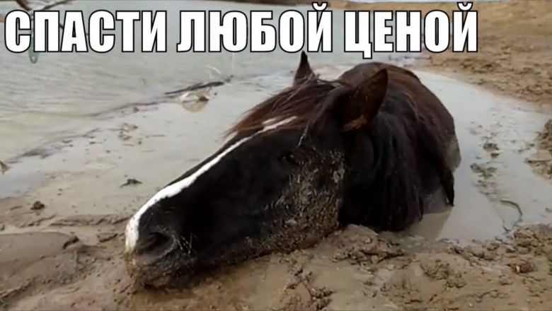 Как казахи спасали лошадь утонувшую в трясине