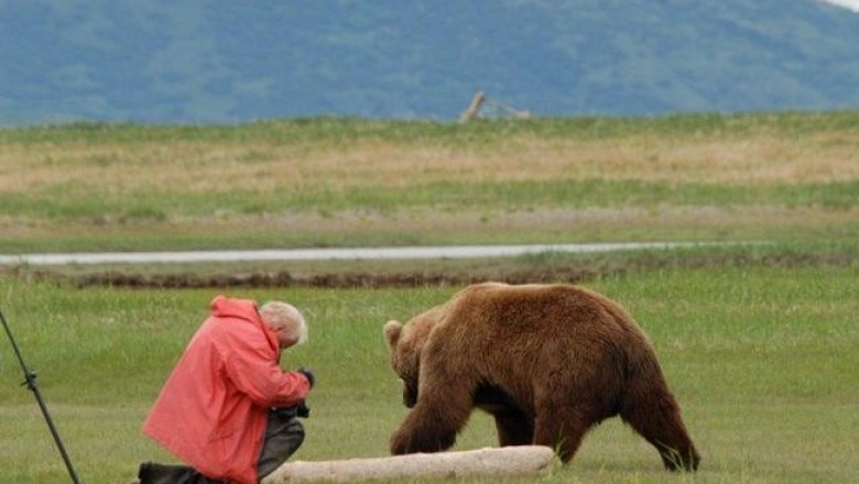 Десять наилучших мест в мире для наблюдения за медведями