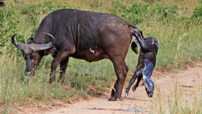 В заповеднике «Sabi Sands» буйвол появился на свет прямо на глазах у туристов