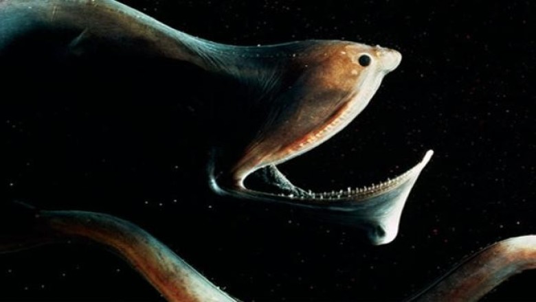 25 самых жутких обитателей морских глубин