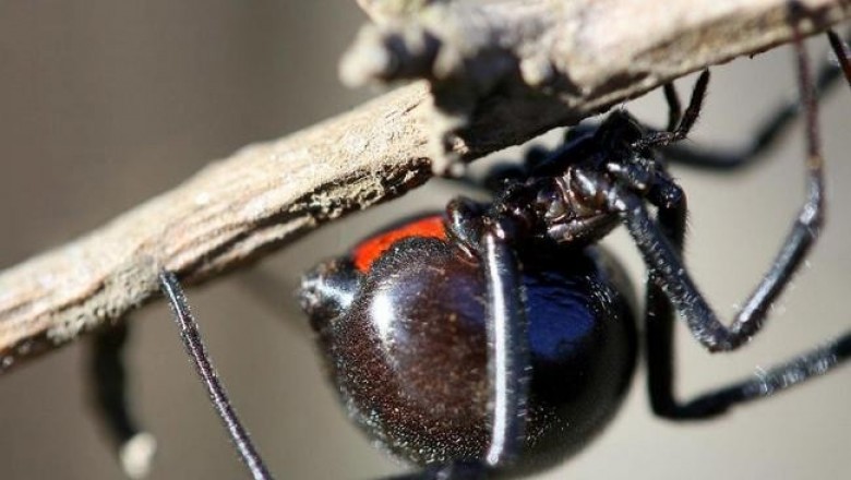 25 самых опасных насекомых