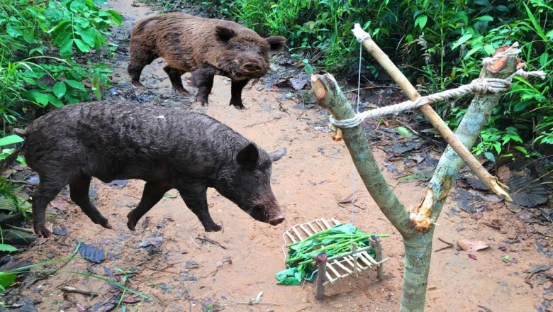 Как в Камбоджи ловят поросят