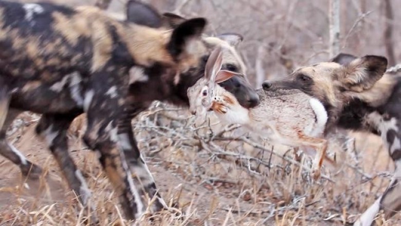 Зверская трапеза гиеновидных собак в природном заповеднике Sabi Sand Game Reserve