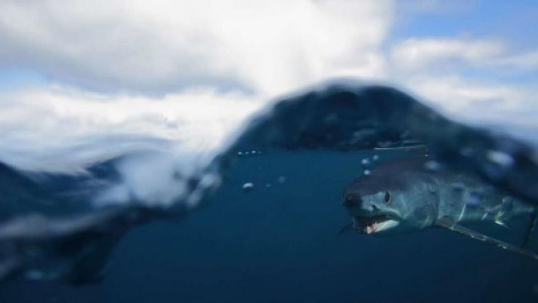 Занимательные факты об акулах мако