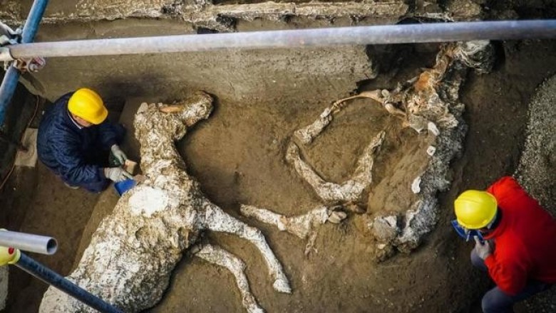 На раскопках в Помпеи археологи обнаружили окаменевшую лошадь в полной упряжи