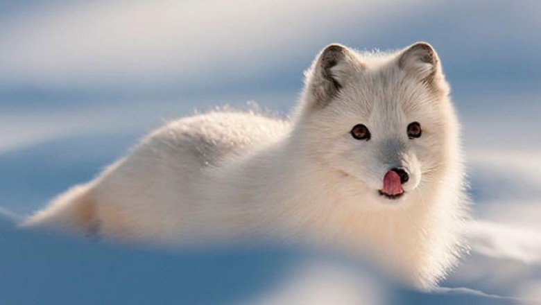 Коала, фенек и другие самые милые животные, которые так и хочется погладить