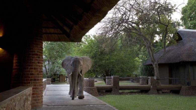 Mfuwe Lodge и другие самые дикие африканские гостиницы