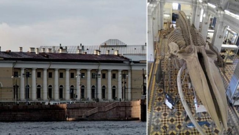 Как в России создавался Зоологический музей и какими экспонатами гордятся его сотрудники
