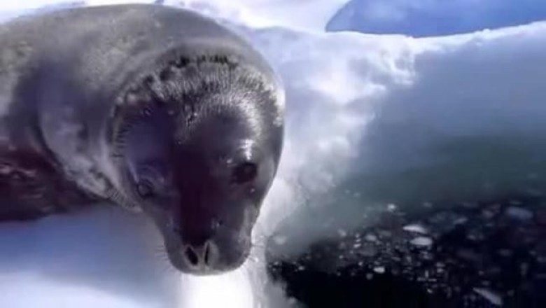Как маленький тюлень разговаривает