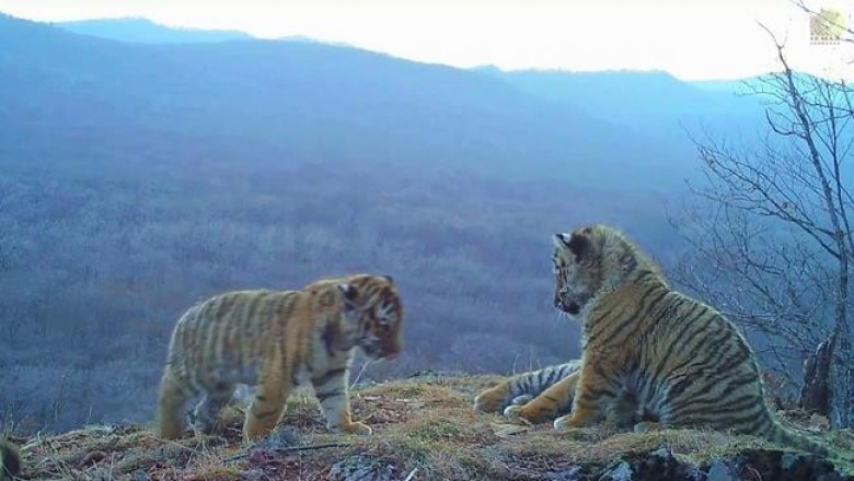 Четыре тигренка и мамаша с «Земли леопарда»