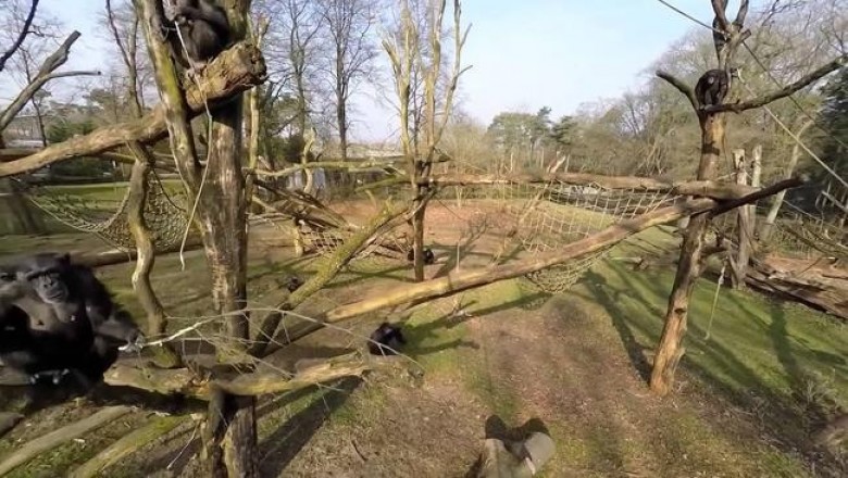 Обезьяна при помощи палки сбила беспилотник