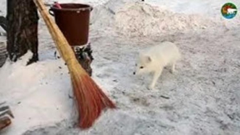 Как шаловливый песец с биологами подружился