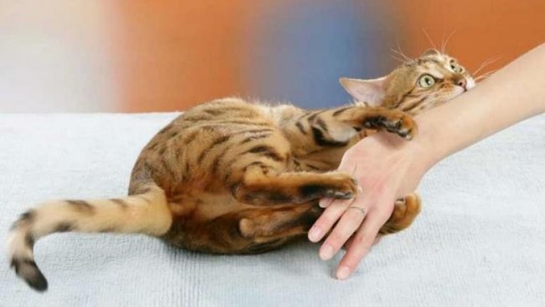 Почему кошки кусают руку, которая их гладит