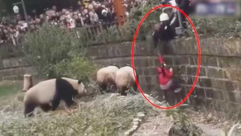 В китайском зоопарке девочка упала в вольер к пандам