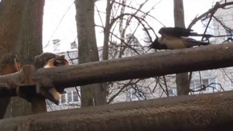 Как ворона не давала кошке на трубах погреться