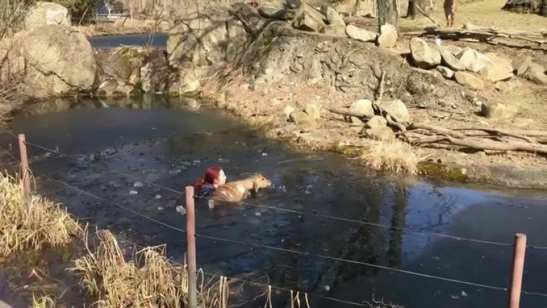 Как женщина спасла провалившуюся под лед в зоопарке Питтсубрга (США) антилопу ньялу