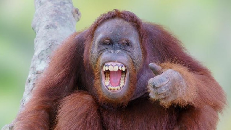 Забавная реакция обезьян на фокусы