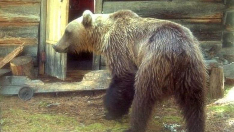 Как медведь по-вандализничал в избушке заповедника