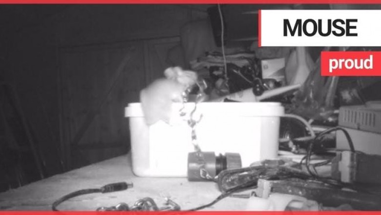 Как домовая мышь порядок в гараже наводила