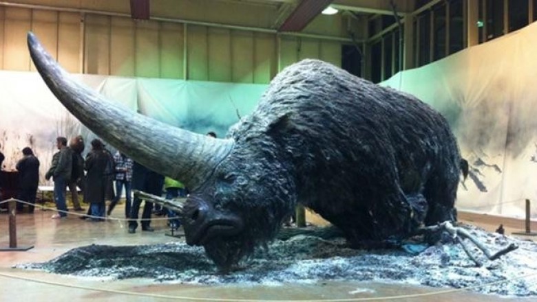 Elasmotherium: что случилось с гигантским сибирским единорогом размером с мамонта