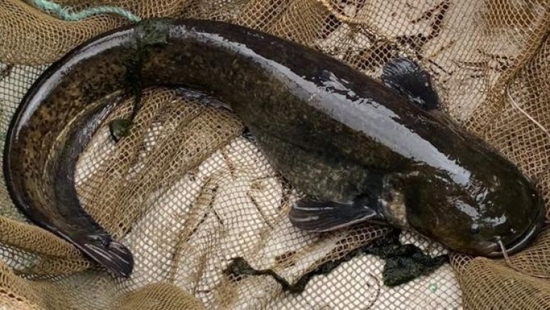 В Англии изолировали сома, истребляющего уток