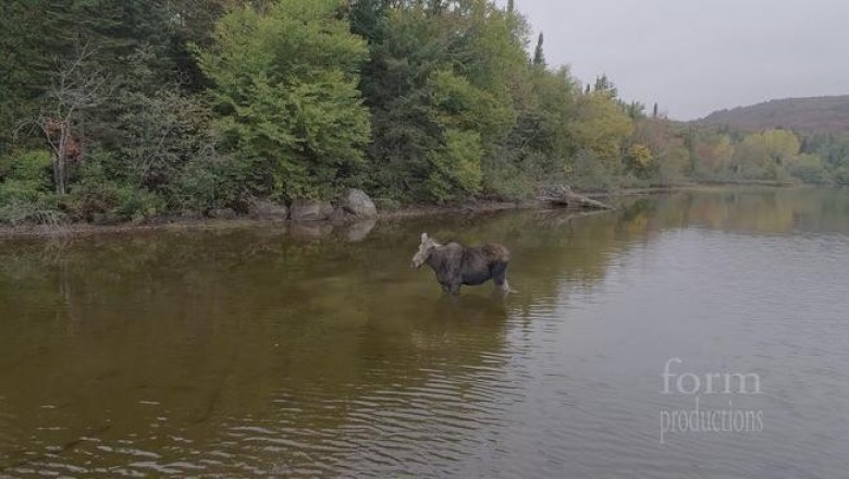 Схватка волка и лося в Северном Онтарио