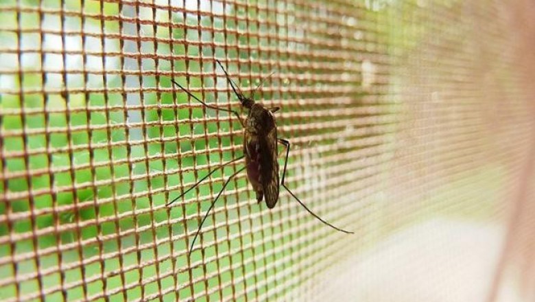 Эвкалипт, календула и другие известные растения, запахи которых отпугивают даже самых наглых комаров