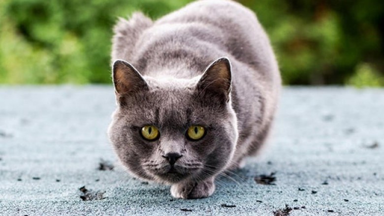 Зачем Австрия хочет убить миллионы своих кошек