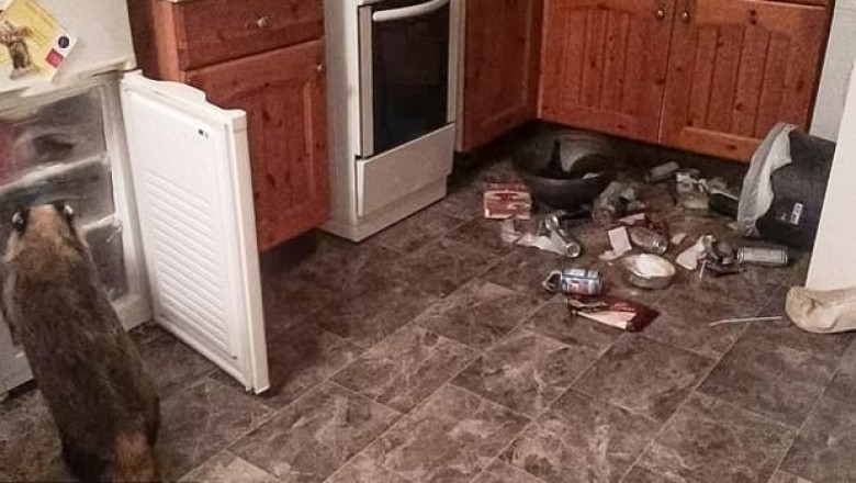 В Великобритании барсук повадился проникать в дом через дверцу для кошек и грабить холодильник