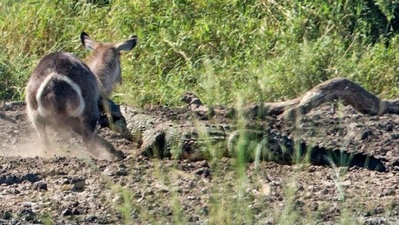 Водяной козел вырвался из пасти крокодила, но далеко не ускакал