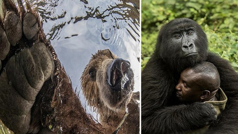 Лучшие фотографии конкурса «BigPicture: Natural World Photography Competition»