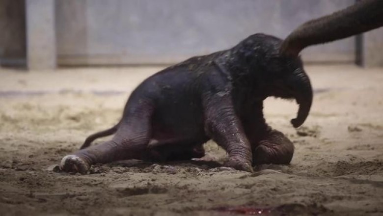 В бельгийском зоопарке Pairi Daiza слоненок делает первые шаги
