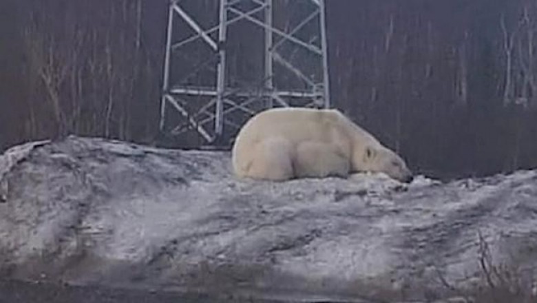 В окрестностях Норильска подростки встретили белого медведя, хотя они обитают в 500 км к северу
