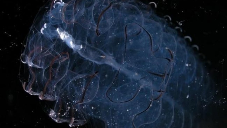 Erenna, Pelagothuria Natatrix и другие глубоководные существа, которые выглядят словно пришельцы