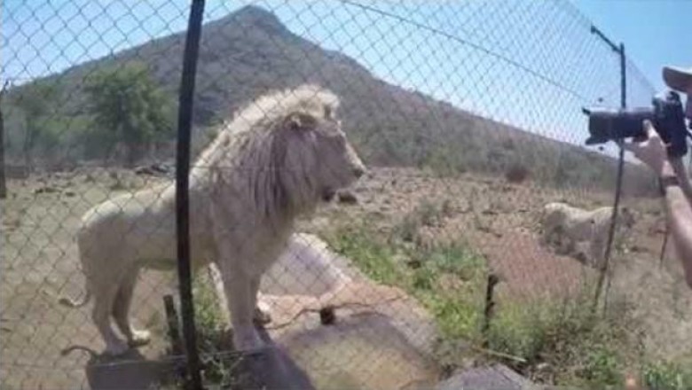 Как кормят львов в Lion & Safari Park