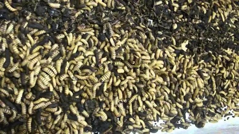 Мороженое созданное из личинок мухи черная львинка, получило высокую оценку дегустаторов