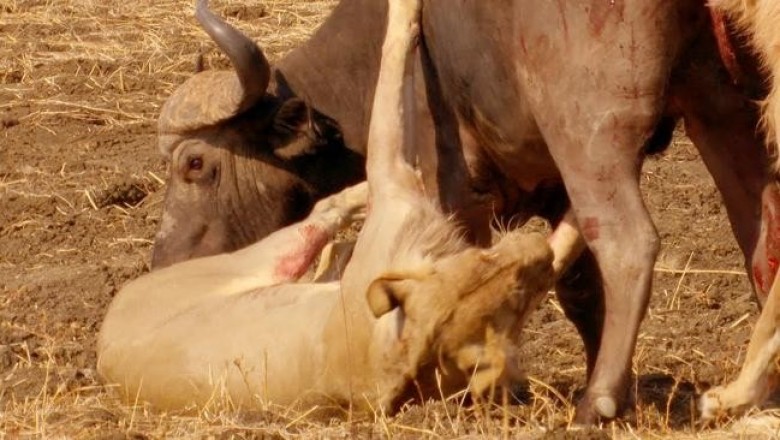 Жестокая схватка львов и буйвола