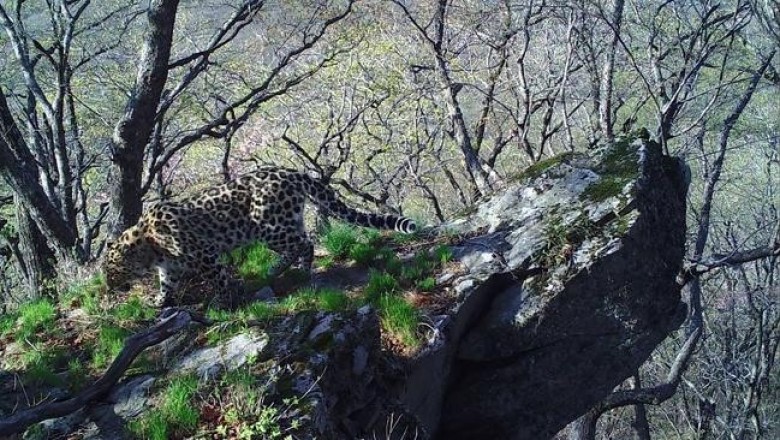 Скалу из «Короля льва» нашли в Приморье, только принадлежит она дальневосточному леопарду