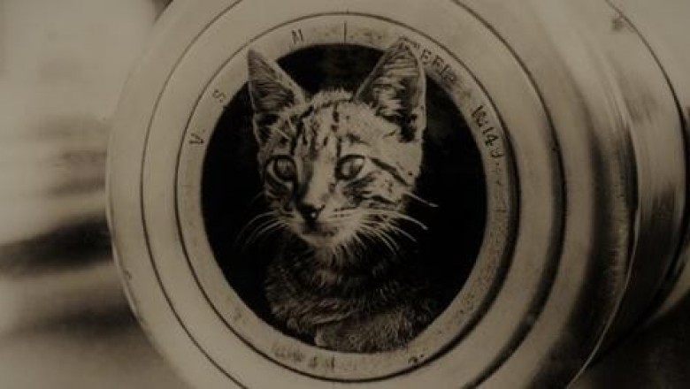 Кошки-крысы на войне