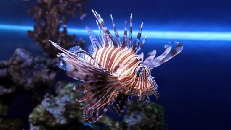 Самые опасные морские твари: от португальского кораблика до кубомедузы
