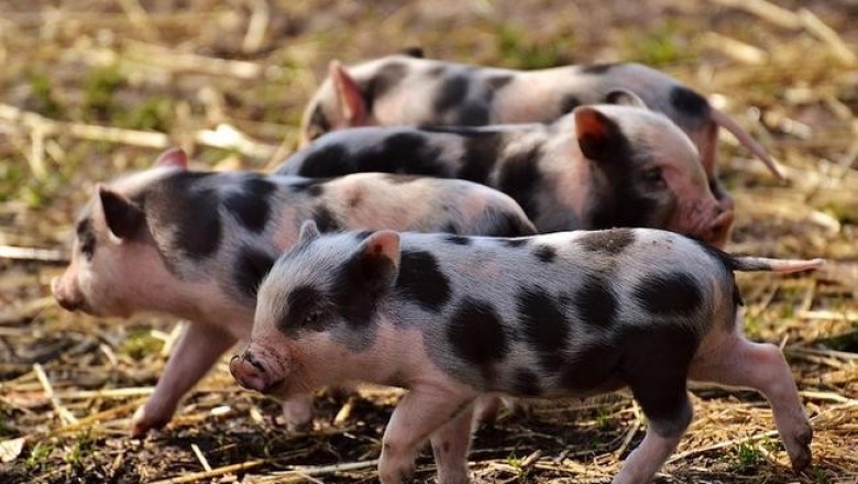 Нельзя трудиться 7 дней в неделю и свинью называть Наполеоном: странные законы Франции