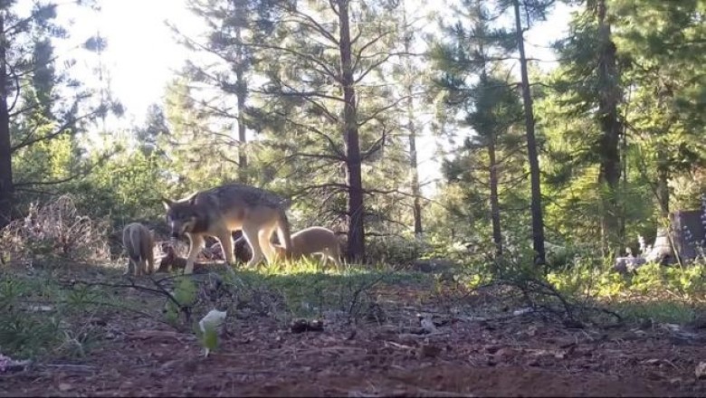 В Калифорнии в фотоловушку попали редкие серые волки