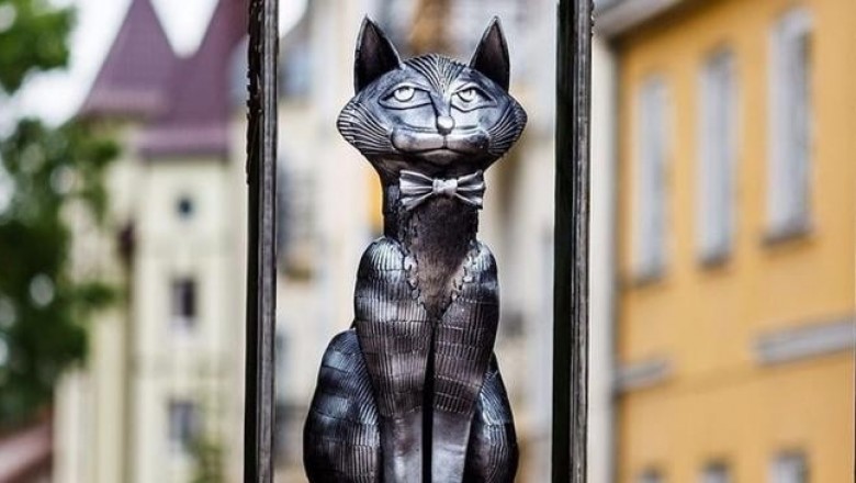Кошачий Зеленоградск: как старинный прусский городок превратился в мурлыкающую столицу России